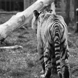 DSC_0451b&w