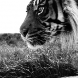 DSC_0500 b&w