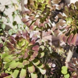 California075