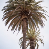 California236