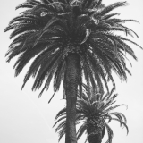 California237