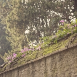 Italy042