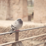 Italy065