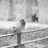 Italy066